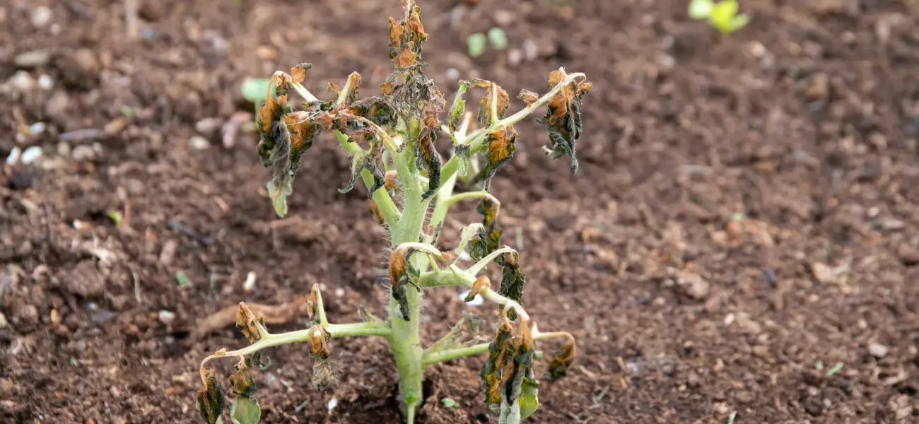Wilted vegetable garden from a gopher in Athens, GA. Call American Pest Control, Inc. if you notice signs of a gopher problem.