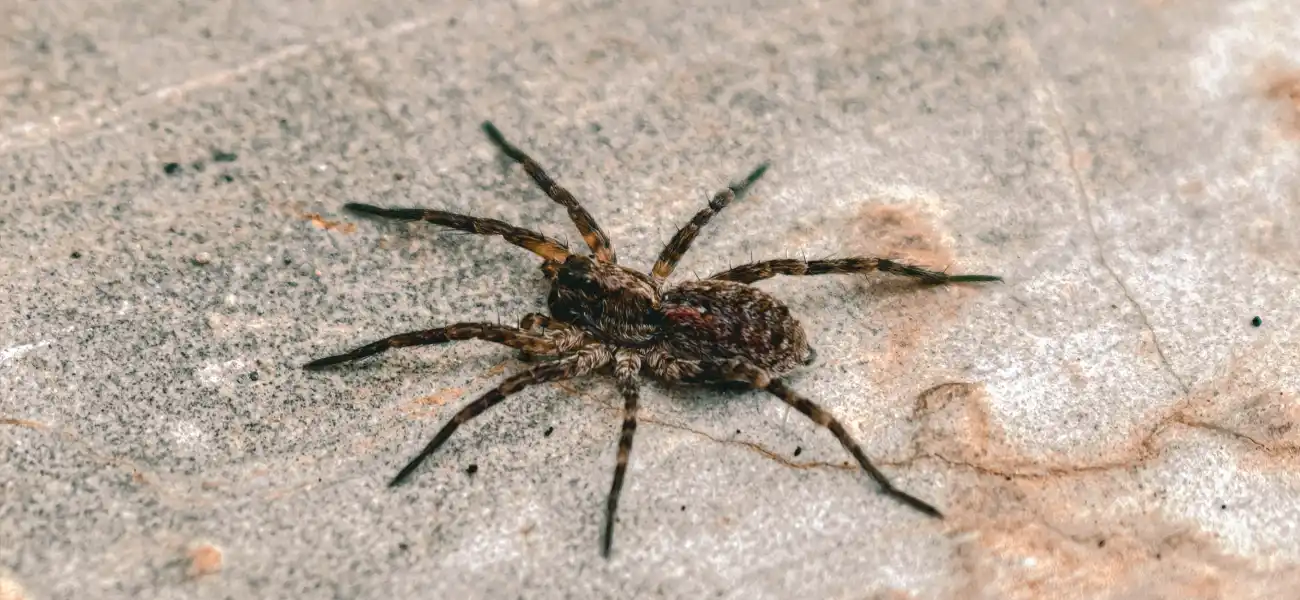 Wolf spider on the floor of an Athens, GA home. Call American Pest Control, Inc. if you suspect you have a spider infestation.