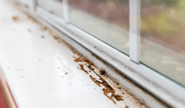 A termite wood-infested window sill in Athens, GA