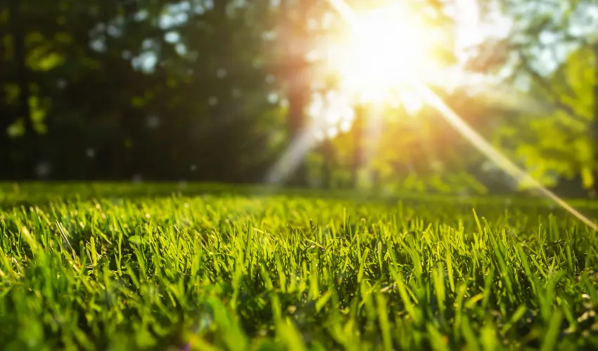 Freshly cut grass on a residential lawn in Georgia