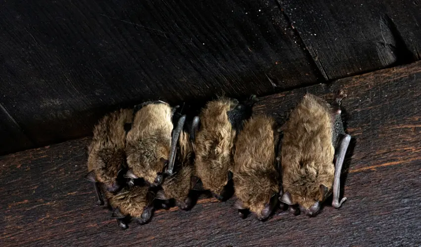 The Dangers of Wildlife in Your Attic: Squirrels, Raccoons, and Bats
