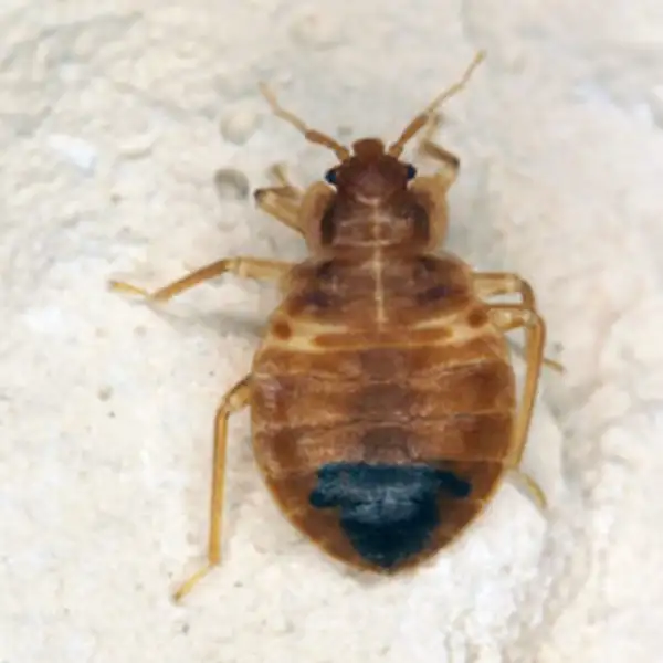 Close up of a bed beg on a smooth surface