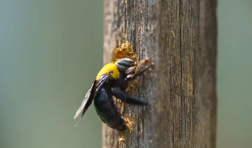 A carpenter bee making a hole in a fence post. Contact American Pest Control, Inc. for help with carpenter bee control.