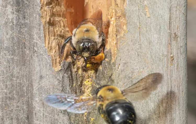 carpenter bees in athens georgia in front of a recently excavated gallery