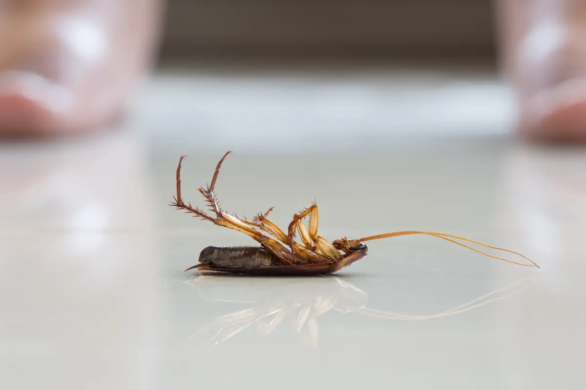 dead cockroach in athens georgia home