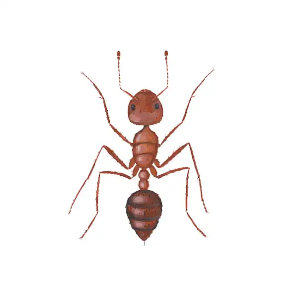 Fire ants