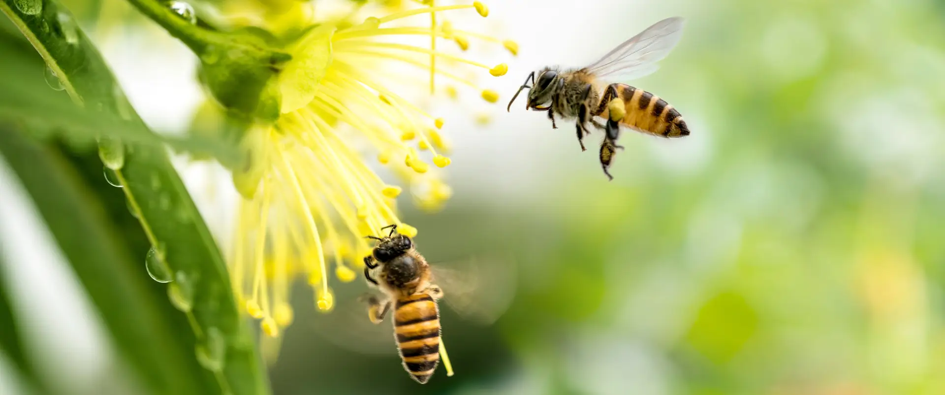 honeybees collecting pollen in northern georgia