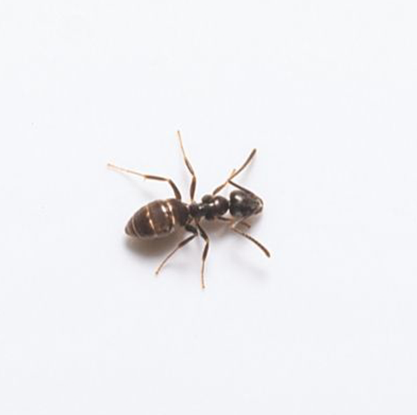 Odorous House Ant