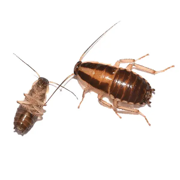 German cockroach