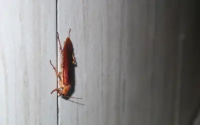 american cockroach in georgia home climbing down wall after being in air conditioner