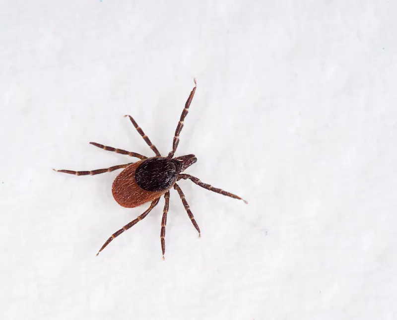 Black-Legged Tick