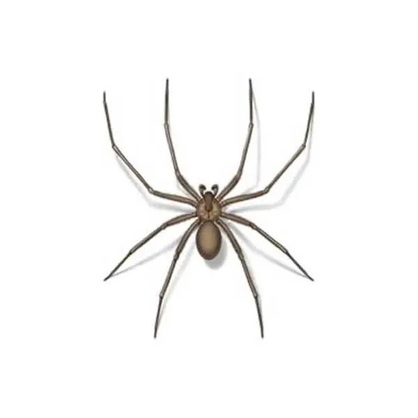 Brown Recluse Spider