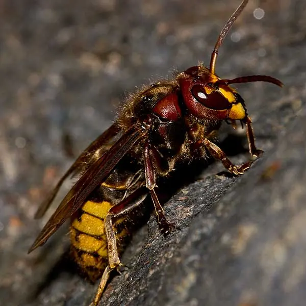 European Hornet