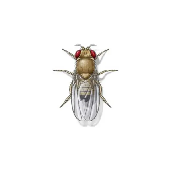 Fruit fly on a white background