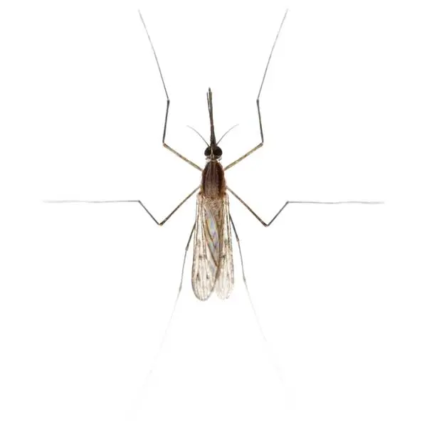 Gnat Fly