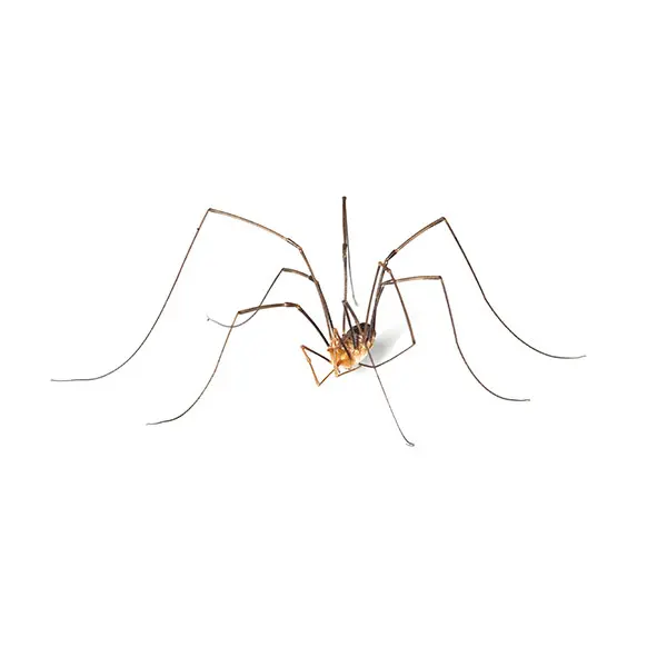 Daddy longlegs on a white background