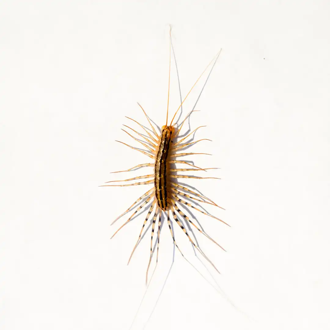 House Centipede