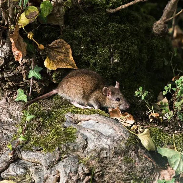 Norway Rat