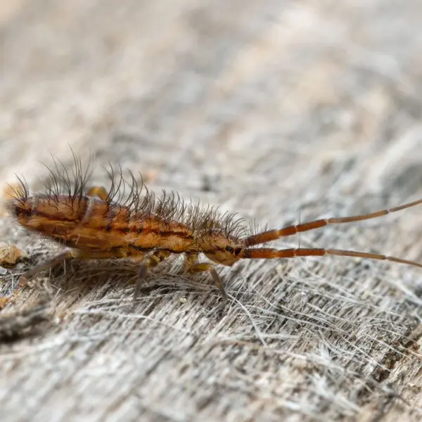 Close up of a springtail on a wooden surface