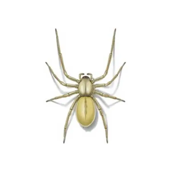 Sac Spider