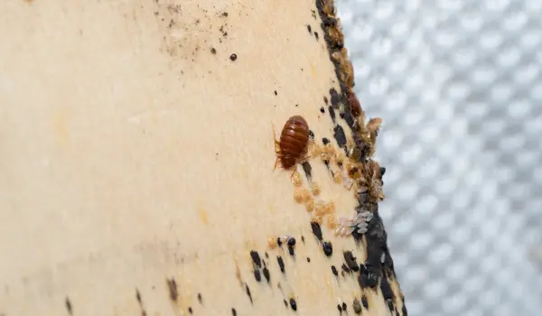 A bed bug infestation inside an apartment. Contact American Pest Control, Inc. for your bed bug control needs in Georgia, Western North Carolina, and Upstate South Carolina.