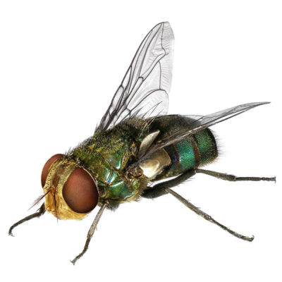 Blow Fly against a solid white background.