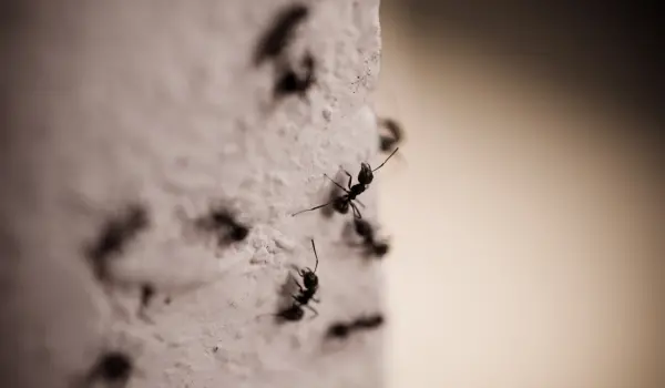 Carpenter ants crawling along a wall. Contact American Pest Control, Inc. to get rid of carpenter ants before they destroy your home or business.