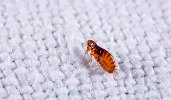 A flea on a piece of cloth. Contact American Pest Control, Inc. to eliminate fleas from your Georgia home or business.