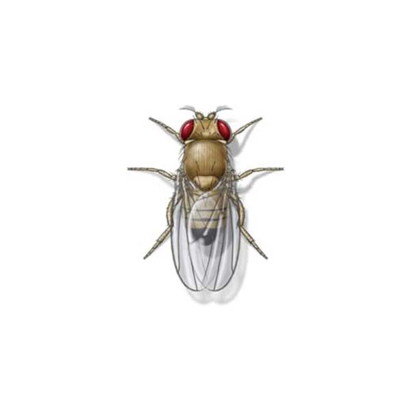 Fruit Fly against a solid white background.