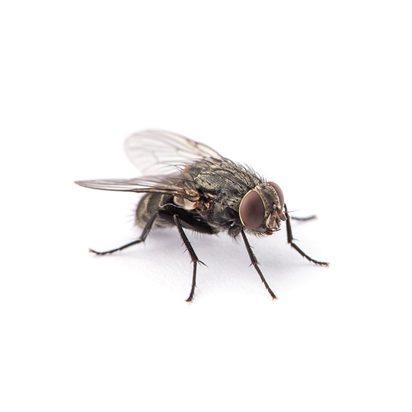 House Fly against a solid white background.