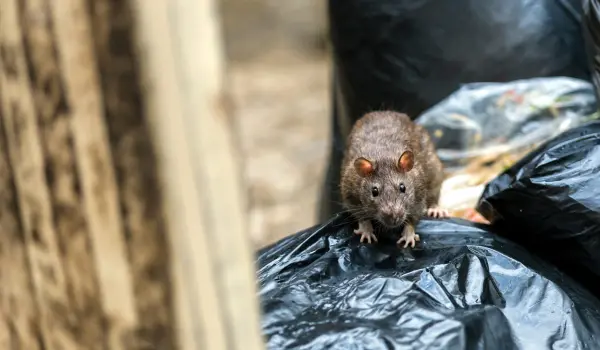 Rat crawling on top of a black garbage bag. Contact American Pest Control, Inc. for your rat control needs in Georgia.