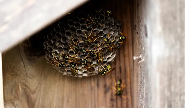 Wasps nesting under overhang of a Georgia home. Contact American Pest Control, Inc. for your wasp extermination needs.