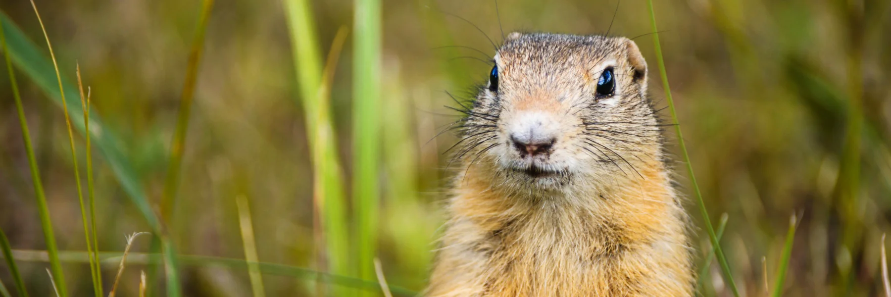 Close-up banner shot of a gopher peering out from tall green grass.