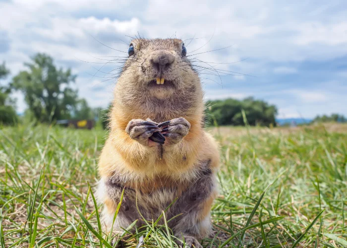 Frontal view of a gopher standing upright on a grassy lawn holding seeds in its paws.