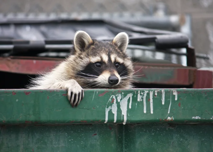 Raccoon peering out from a green dumpster outside of a residential area.