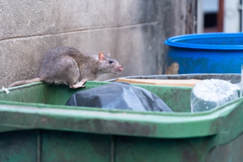 A rat sitting on an open trashcan near a business in Atlanta GA