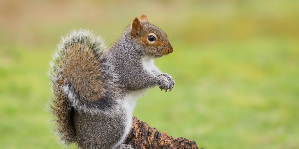 Side profile of a fluffy gray squirrel standing alert on a tree stump against a blurred background of the grassy outdoors.