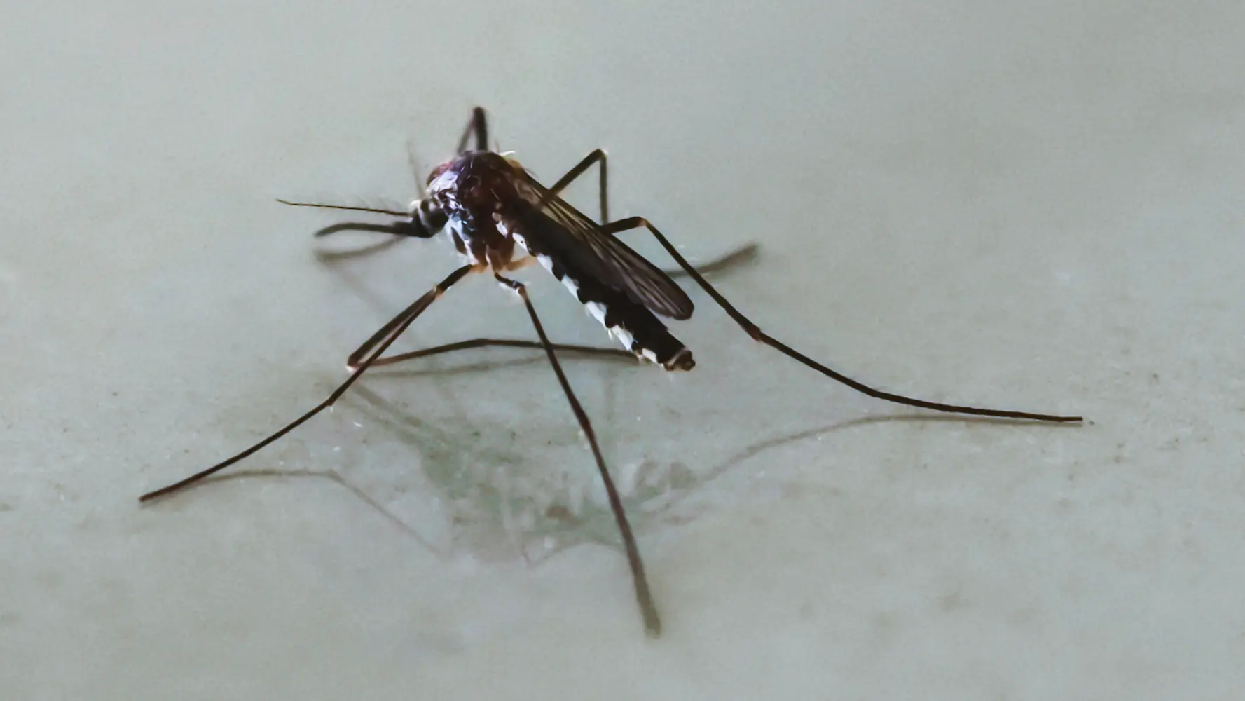 closeup of a mosquito in water